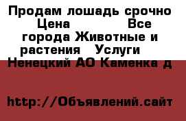 Продам лошадь срочно › Цена ­ 30 000 - Все города Животные и растения » Услуги   . Ненецкий АО,Каменка д.